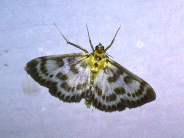 Falena dal dorso dorato : Anania hortulata